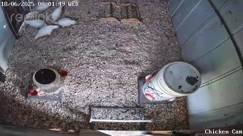Millar Time Chicken Cam