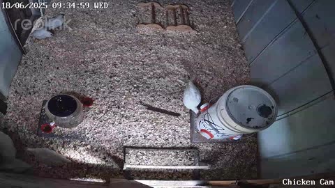 Millar Time Chicken Cam