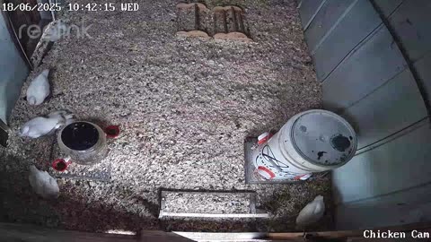 Millar Time Chicken Cam