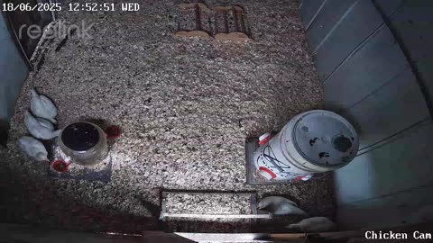 Millar Time Chicken Cam