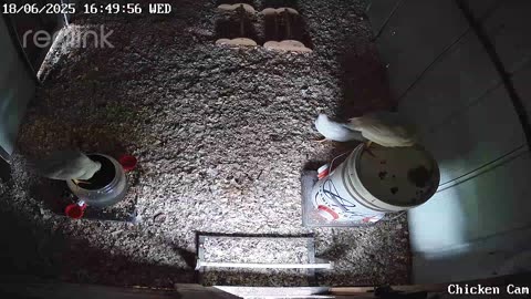 Millar Time Chicken Cam