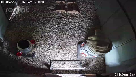 Millar Time Chicken Cam