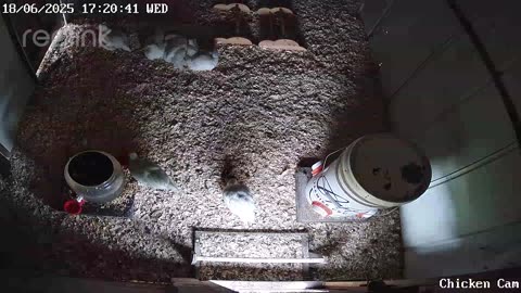 Millar Time Chicken Cam