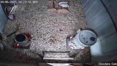 Millar Time Chicken Cam