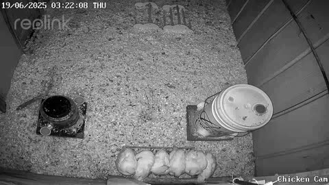 Millar Time Chicken Cam