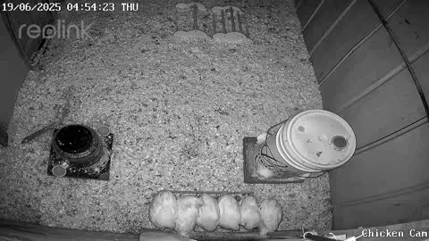Millar Time Chicken Cam