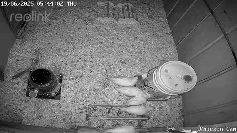 Millar Time Chicken Cam