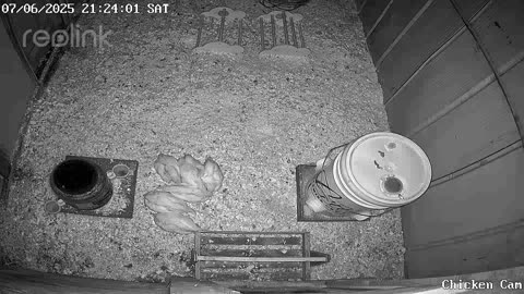 Millar Time Chicken Cam