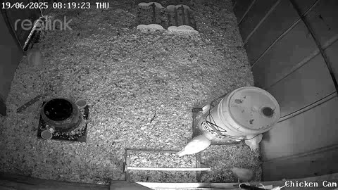 Millar Time Chicken Cam