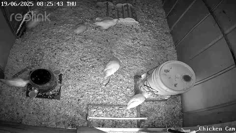 Millar Time Chicken Cam