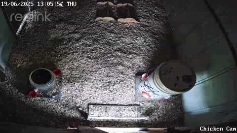Millar Time Chicken Cam