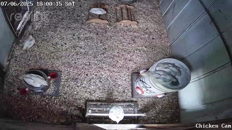 Millar Time Chicken Cam