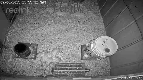 Millar Time Chicken Cam
