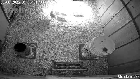 Millar Time Chicken Cam