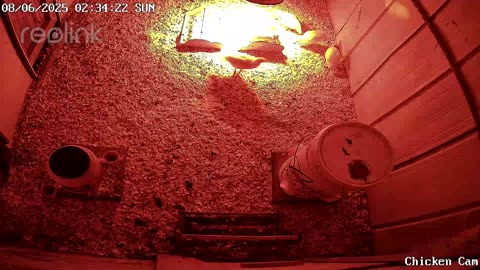 Millar Time Chicken Cam