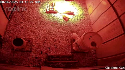 Millar Time Chicken Cam