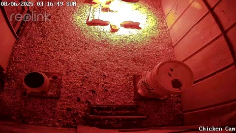 Millar Time Chicken Cam