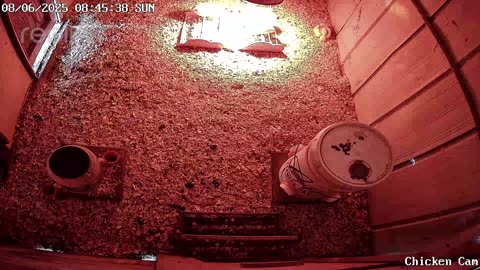 Millar Time Chicken Cam