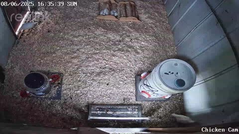Millar Time Chicken Cam