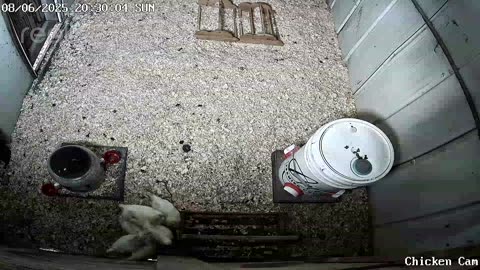 Millar Time Chicken Cam