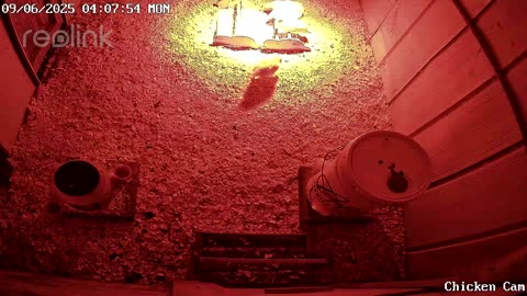 Millar Time Chicken Cam