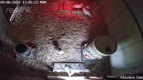 Millar Time Chicken Cam