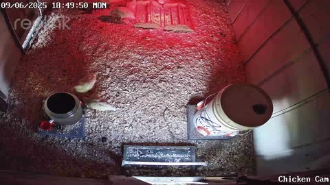 Millar Time Chicken Cam