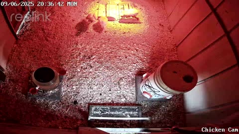 Millar Time Chicken Cam