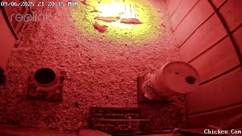 Millar Time Chicken Cam