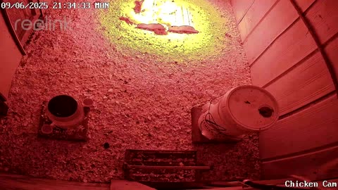 Millar Time Chicken Cam