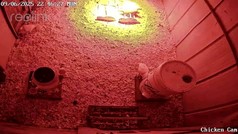 Millar Time Chicken Cam