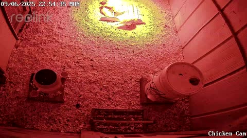 Millar Time Chicken Cam