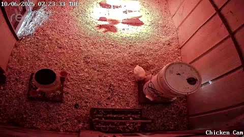 Millar Time Chicken Cam