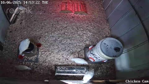 Millar Time Chicken Cam