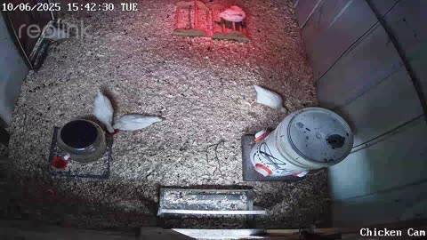 Millar Time Chicken Cam