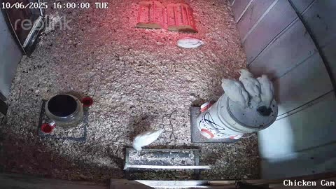 Millar Time Chicken Cam