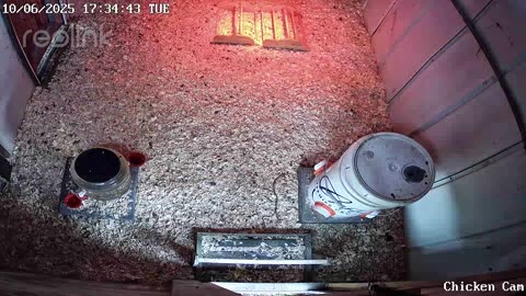 Millar Time Chicken Cam