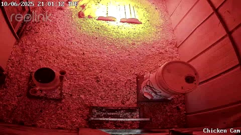 Millar Time Chicken Cam