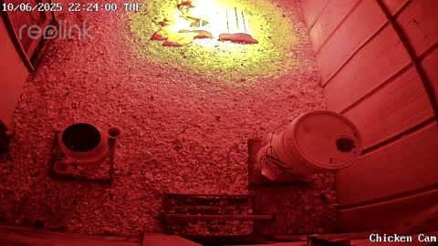 Millar Time Chicken Cam