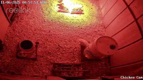 Millar Time Chicken Cam