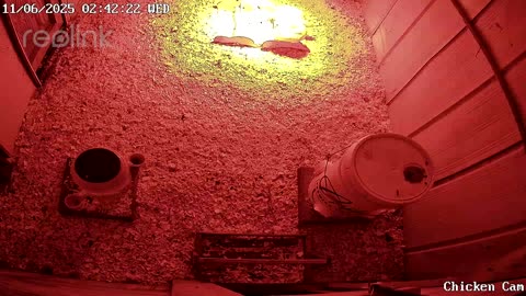 Millar Time Chicken Cam