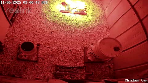 Millar Time Chicken Cam