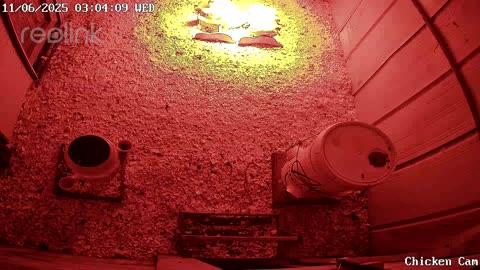 Millar Time Chicken Cam