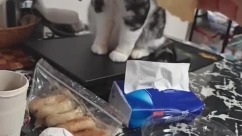 😹 Funny Cats Begging for Food 🍽️ – Pisici Haioase Cerând Mâncare 🐱❤️