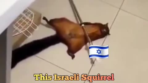 VIDEO PROOF FINALLY! An Israeli Squirrel was the victim of Palestinian crime.