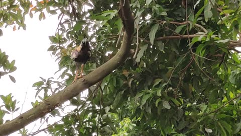 the Chicken climb up the tree