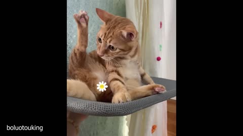 Default cat behavior Funny Cats Videos 2025