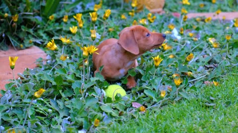 Enjoy moments with your beloved dog and good music P2