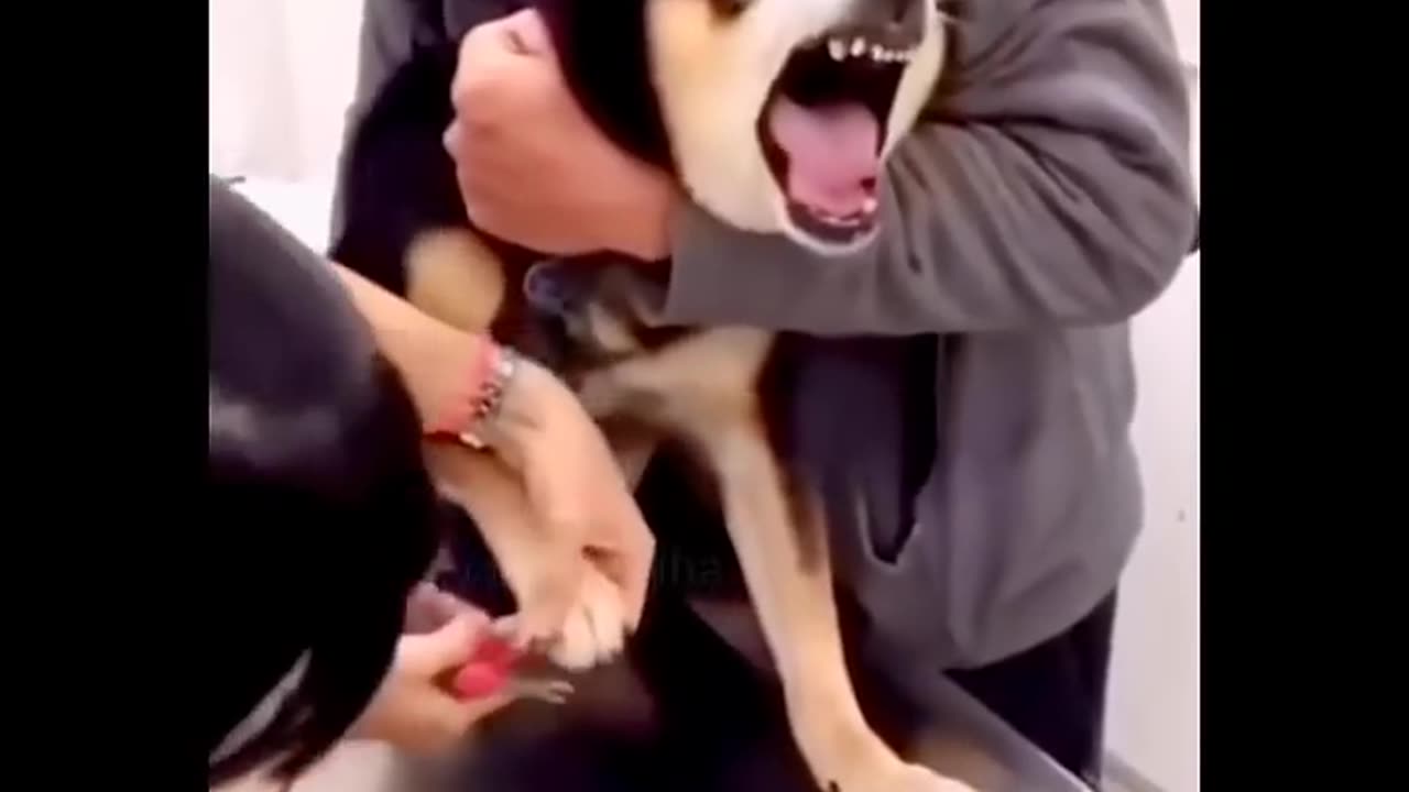 Funny cat