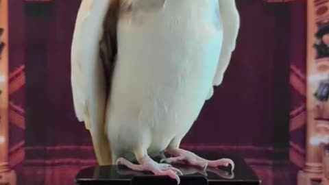 parrot